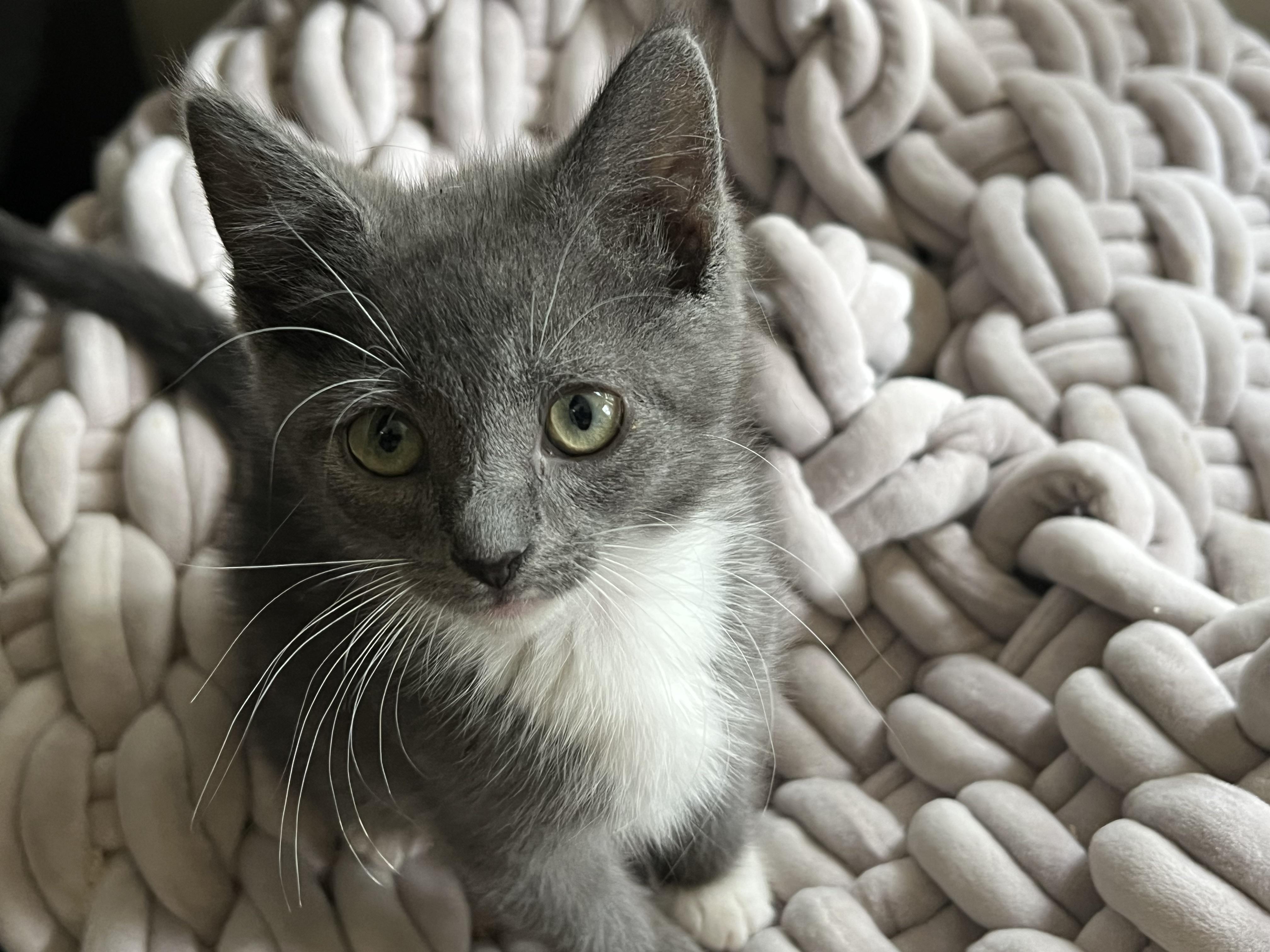 GRECA. (she's lovely), a ADOPTABLE mixed breed in New Milford, CT image 2/6