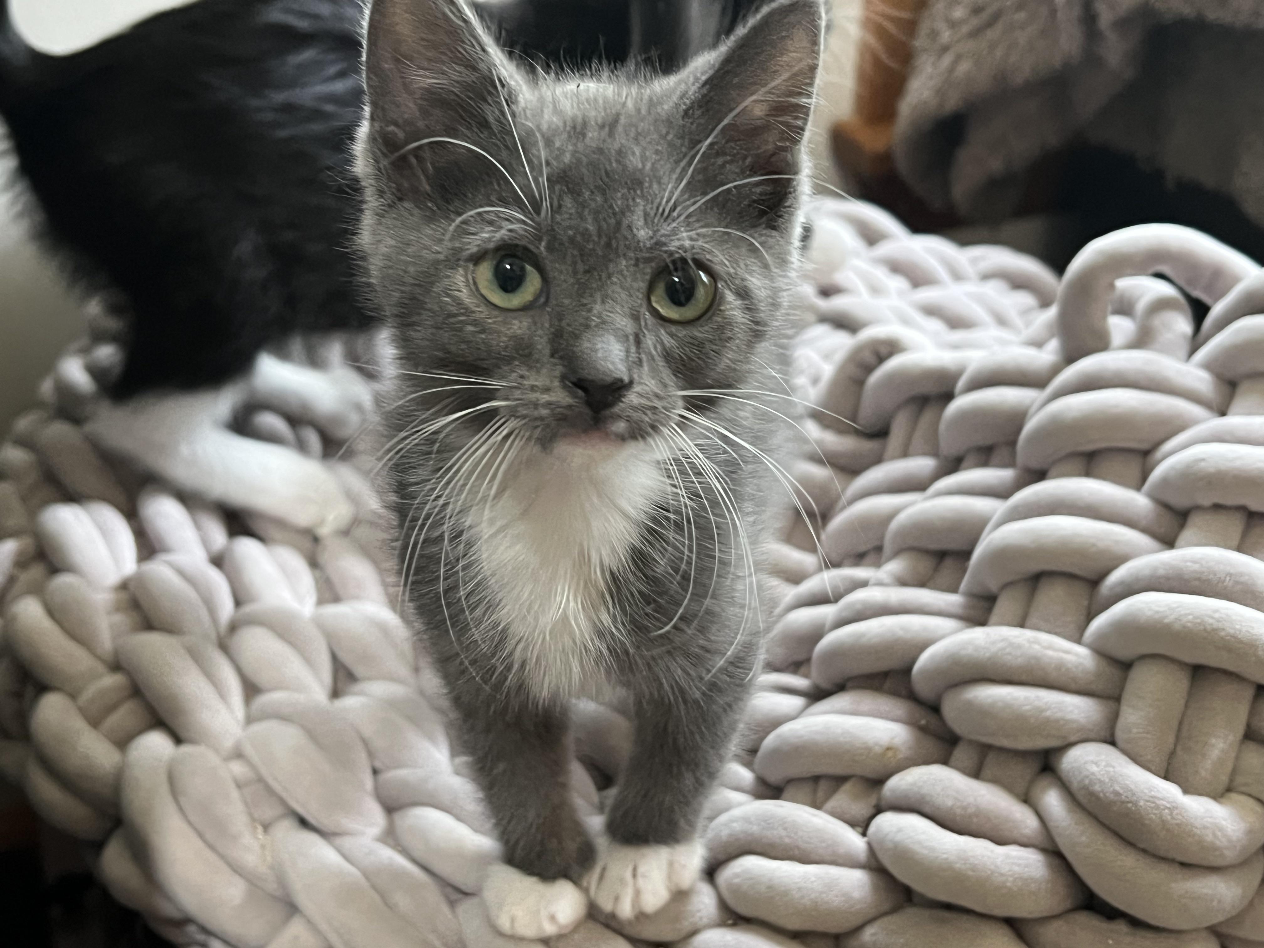 GRECA. (she's lovely), a ADOPTABLE mixed breed in New Milford, CT image 1/6