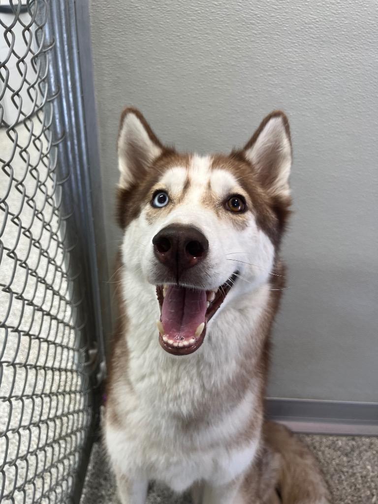 Sweet Cakes, Adopted, Adult Female Husky & Mixed Breed.