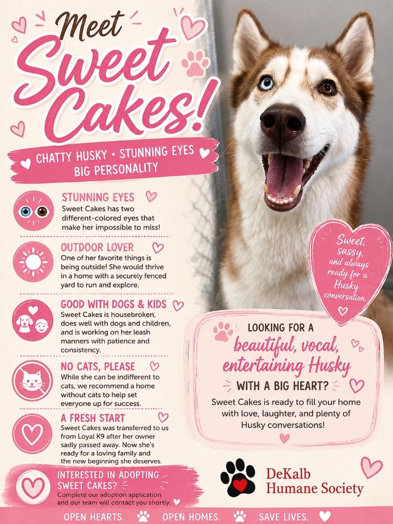 Sweet Cakes, Adopted, Adult Female Husky & Mixed Breed.