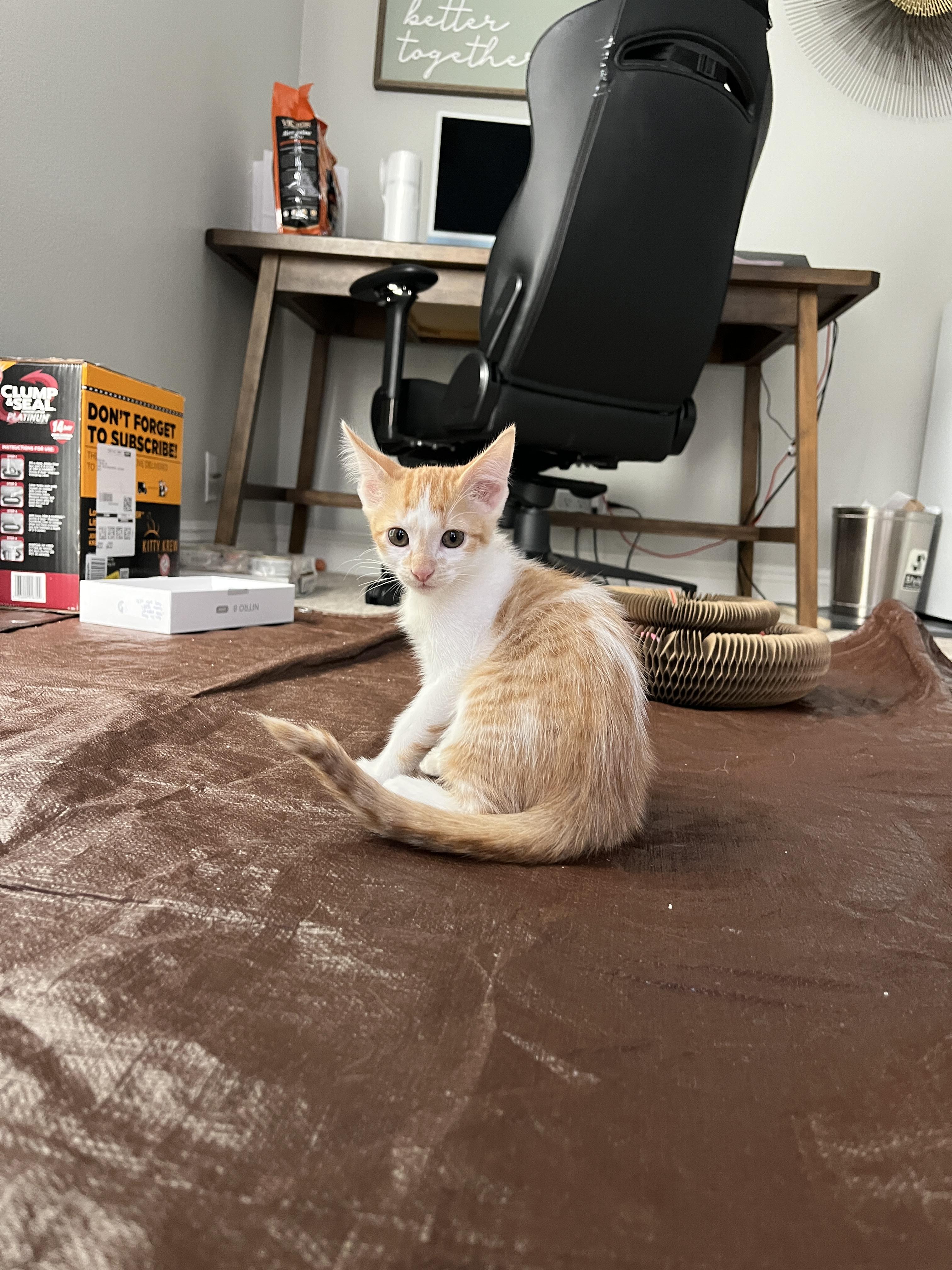 Enlarge Mango, a Adopted Domestic Short Hair in La Quinta, CA image 3/3