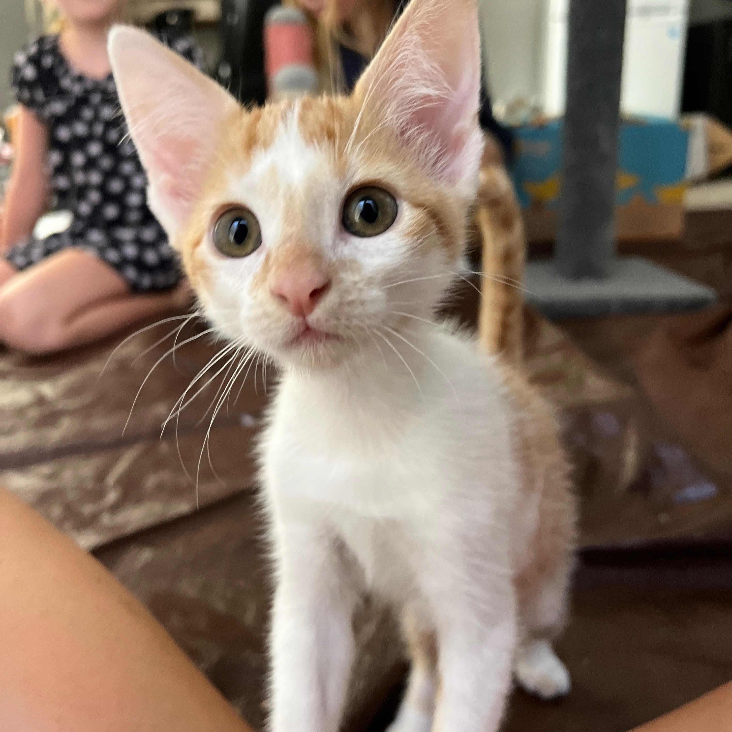 Mango, Adopted, Kitten Female Domestic Short Hair.