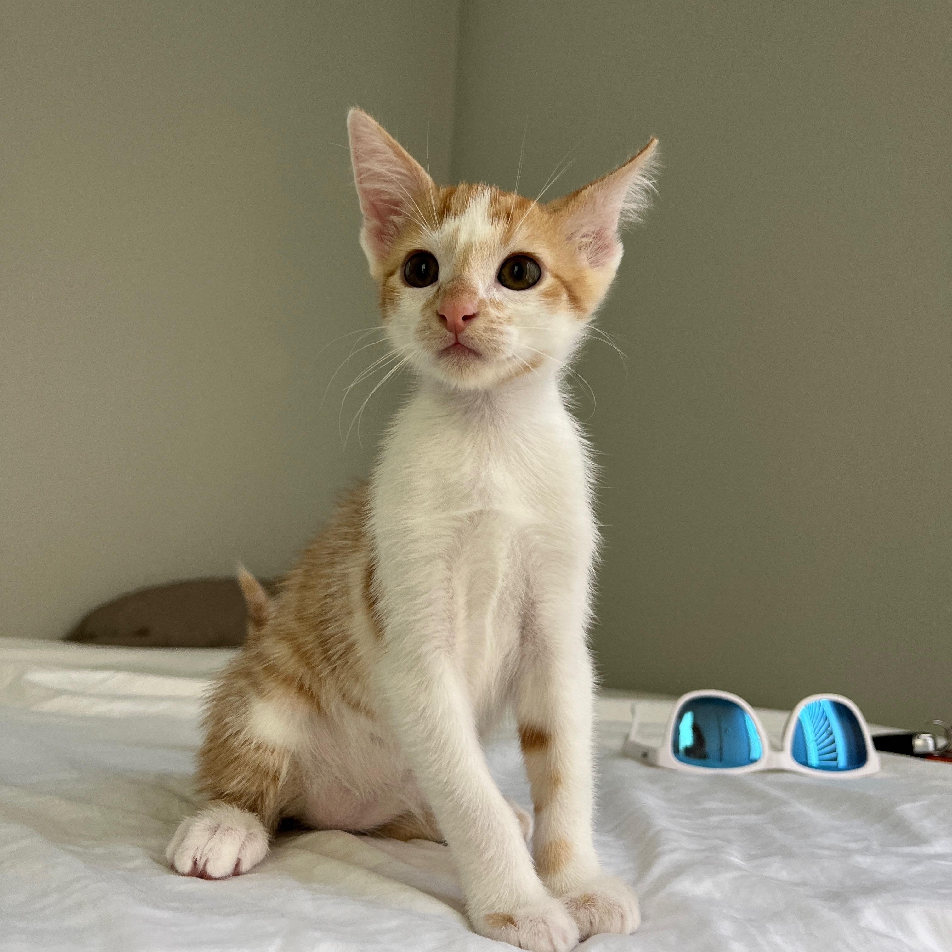 Enlarge Mango, a Adopted Domestic Short Hair in La Quinta, CA image 2/3