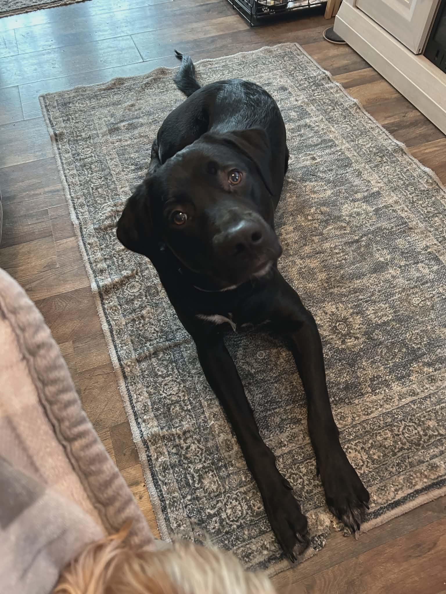 Enlarge Onyx, an adopted mixed breed in Hilham, TN image 2/5