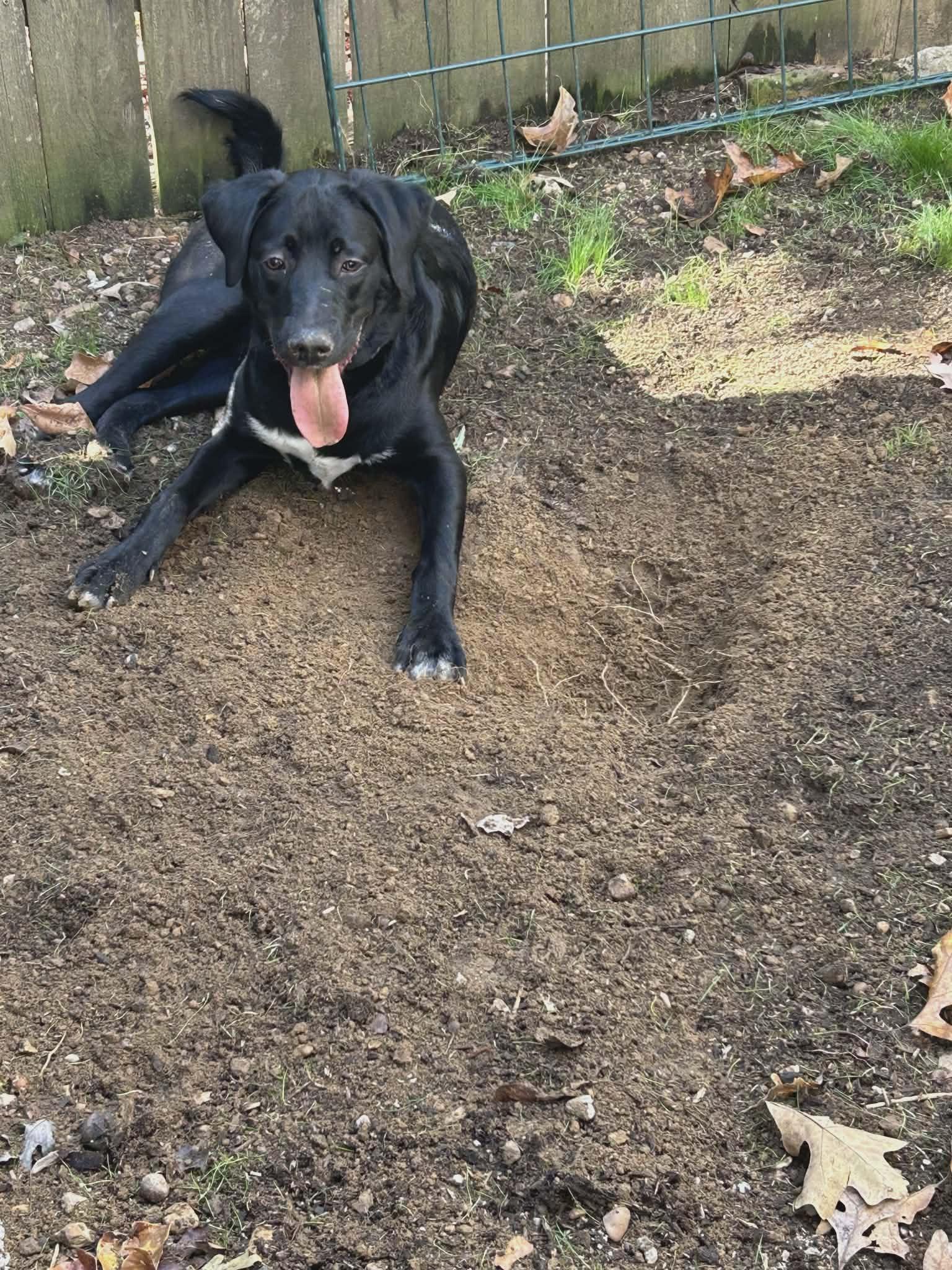 Enlarge Onyx, an adopted mixed breed in Hilham, TN image 4/5