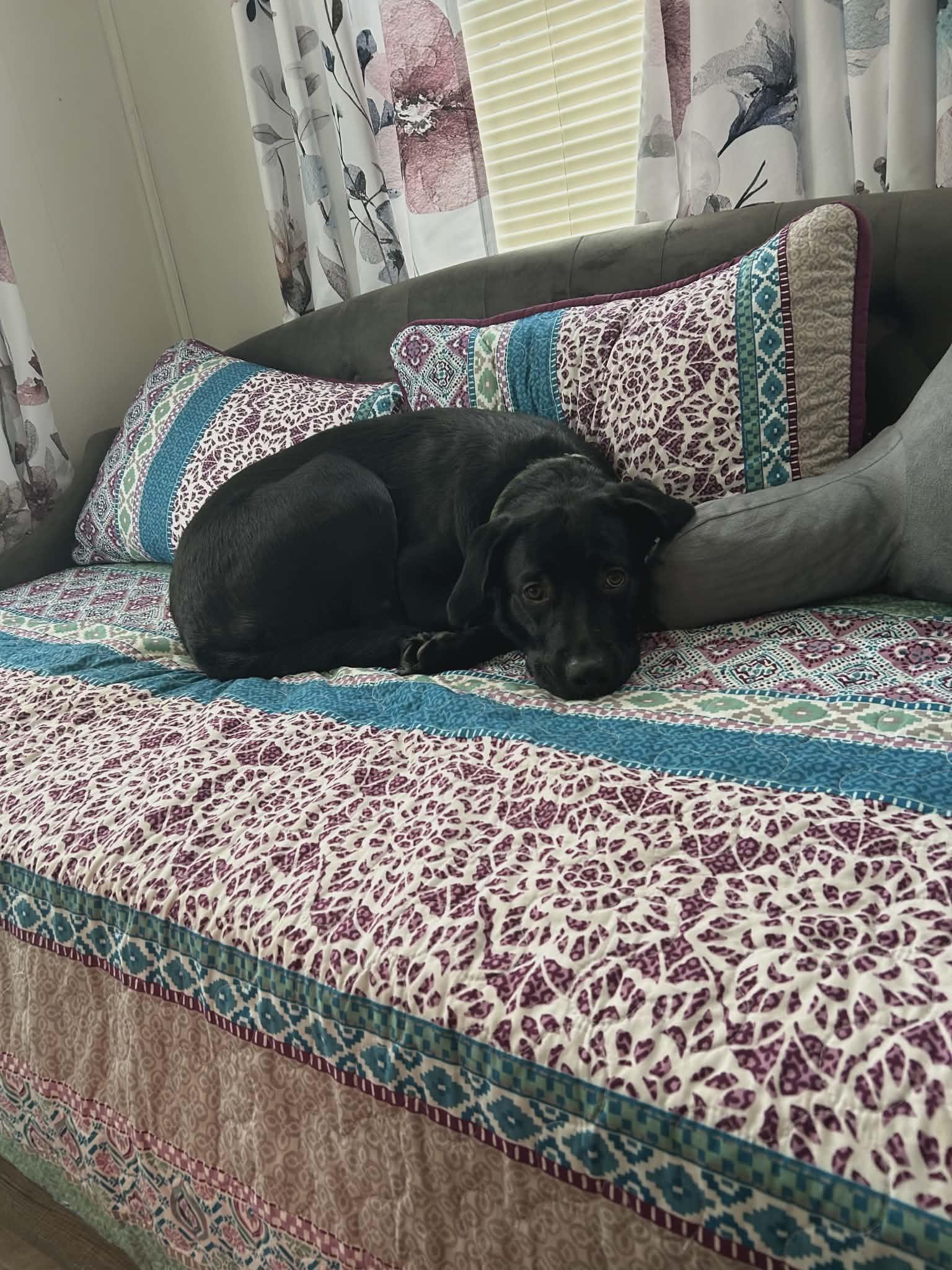 Enlarge Onyx, an adopted mixed breed in Hilham, TN image 3/5