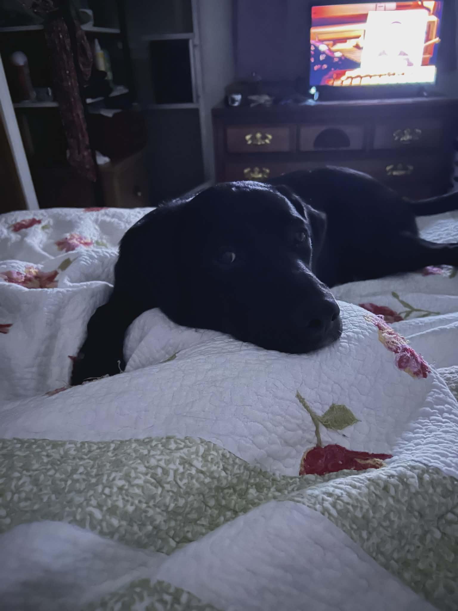 Enlarge Onyx, an adopted mixed breed in Hilham, TN image 5/5