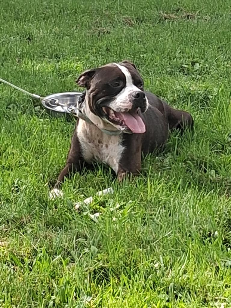 Bosco, Adopted, Adult Male Boxer & American Staffordshire Terrier.