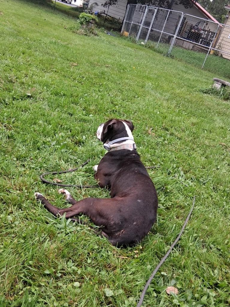 Enlarge Bosco, a Adopted mixed breed in Olean, NY image 2/6