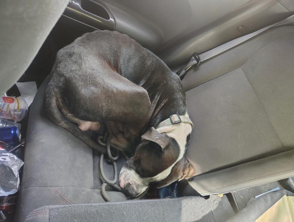 Enlarge Bosco, a Adopted mixed breed in Olean, NY image 3/6