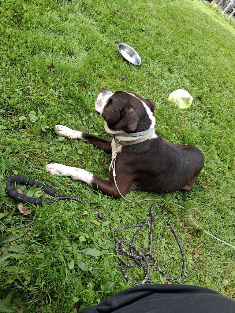 Enlarge Bosco, a Adopted mixed breed in Olean, NY image 4/6