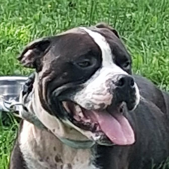 Enlarge Bosco, a Adopted mixed breed in Olean, NY image 5/6