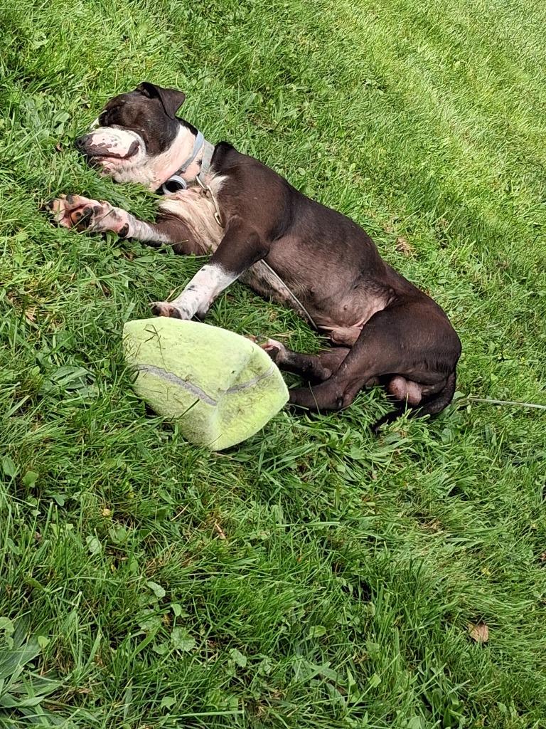 Enlarge Bosco, a Adopted mixed breed in Olean, NY image 6/6