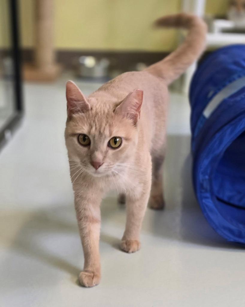 Orange Juice, Adoptable, Young Female Domestic Short Hair.