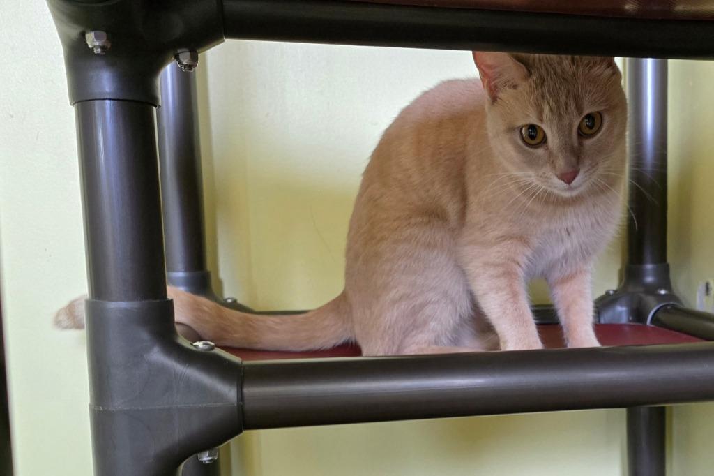 Enlarge Orange Juice, a Adoptable mixed breed in Blountville, TN image 2/3