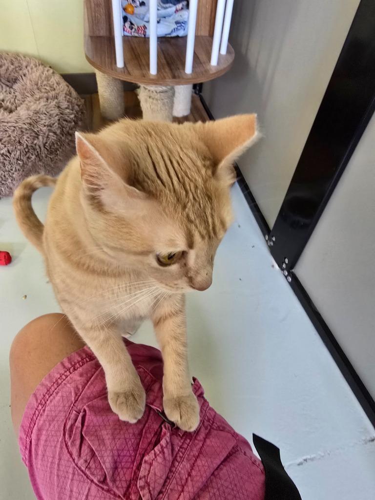 Orange Juice, Adoptable, Young Female Domestic Short Hair.
