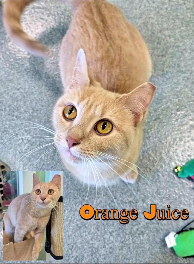 Enlarge Orange Juice, a Adoptable mixed breed in Blountville, TN image 3/3