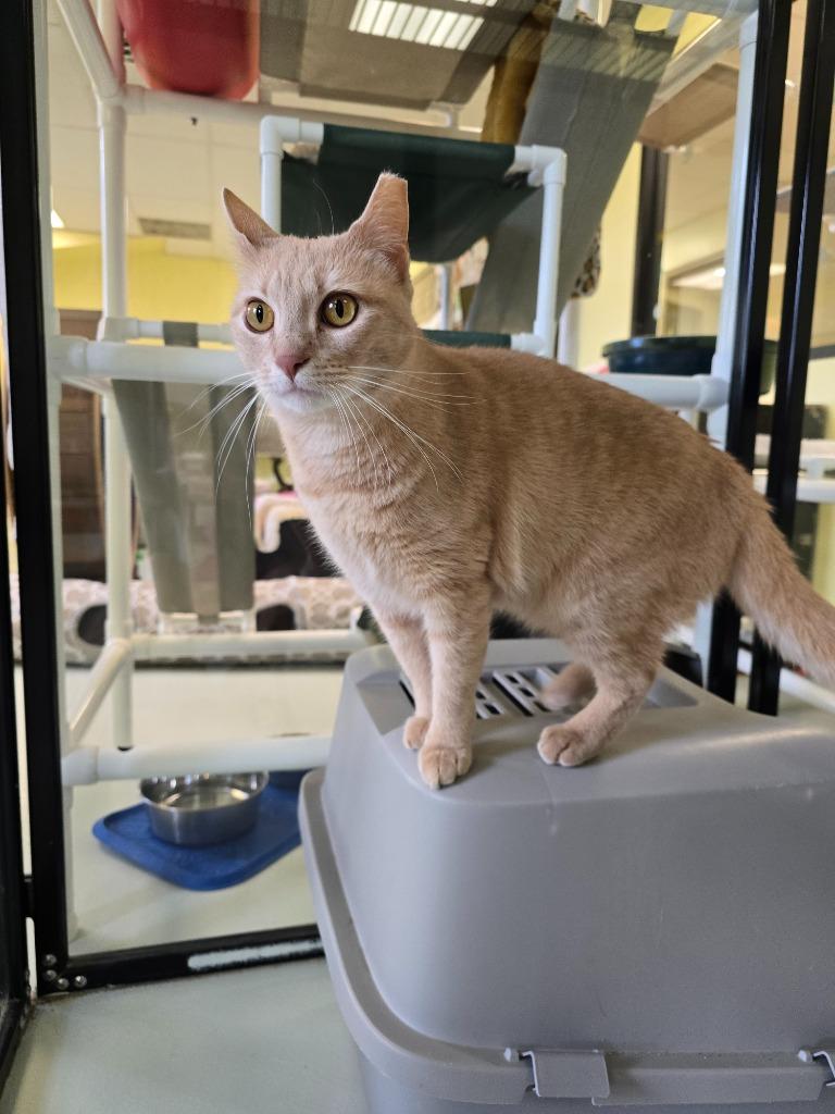 Orange Juice, a Adoptable mixed breed in Blountville, TN image 4/5