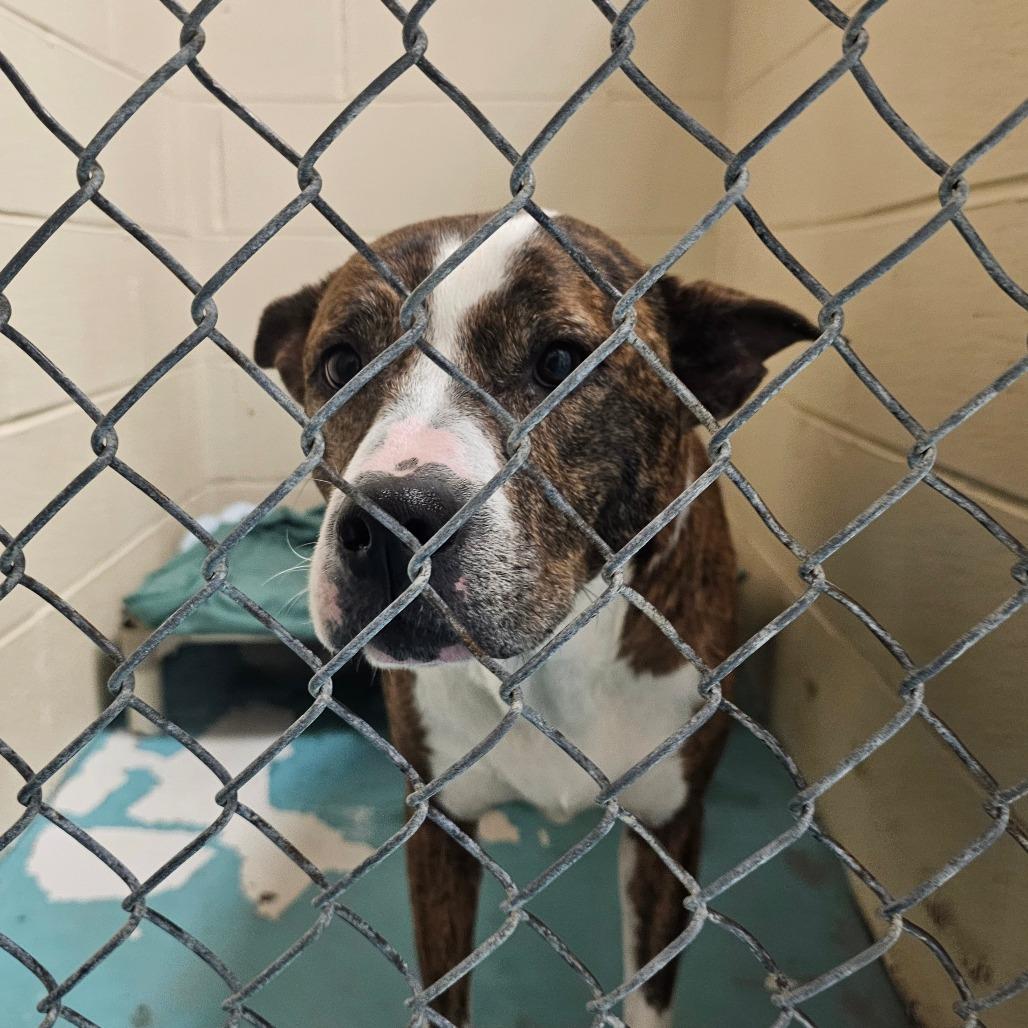 Enlarge Eloise, a Adoptable Mixed Breed in Charleston, WV image 1/6