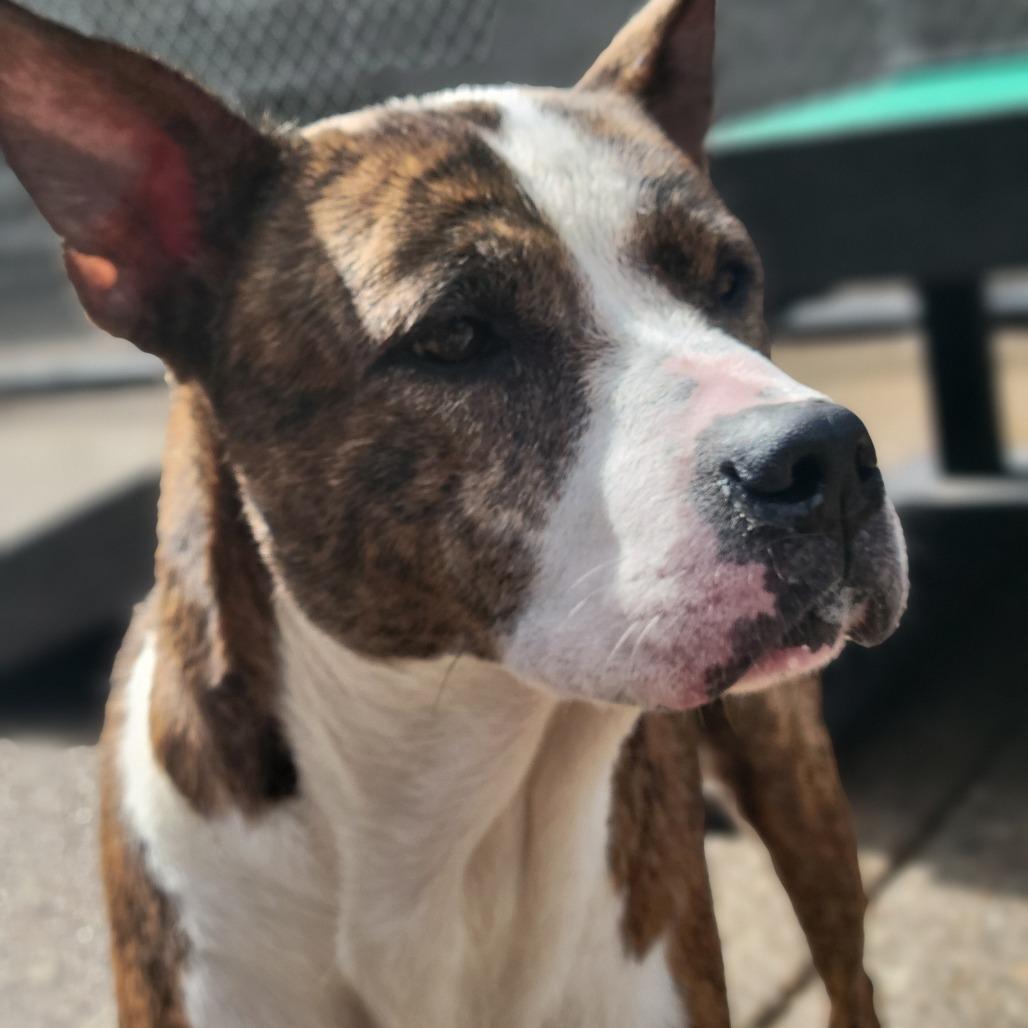 Enlarge Eloise, a Adoptable Mixed Breed in Charleston, WV image 2/6