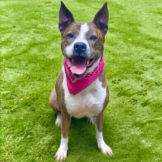 Enlarge Eloise, a Adoptable Mixed Breed in Charleston, WV image 3/6