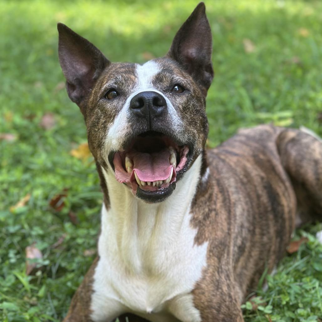 Enlarge Eloise, a Adoptable Mixed Breed in Charleston, WV image 4/6