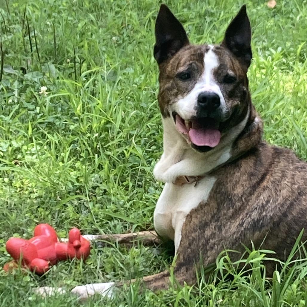 Enlarge Eloise, a Adoptable Mixed Breed in Charleston, WV image 6/6
