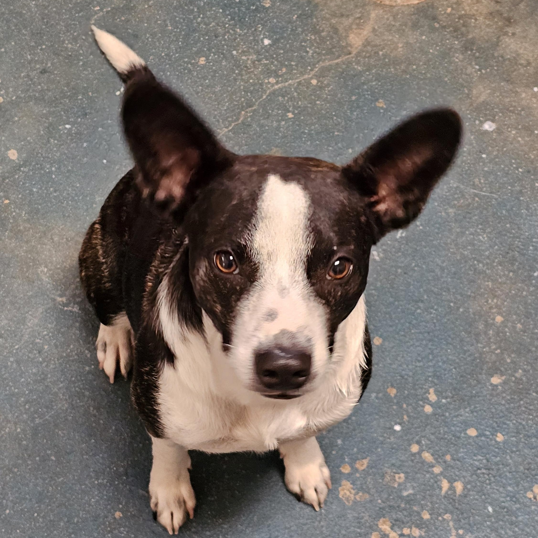 Aniken, Adult Male Boston Terrier