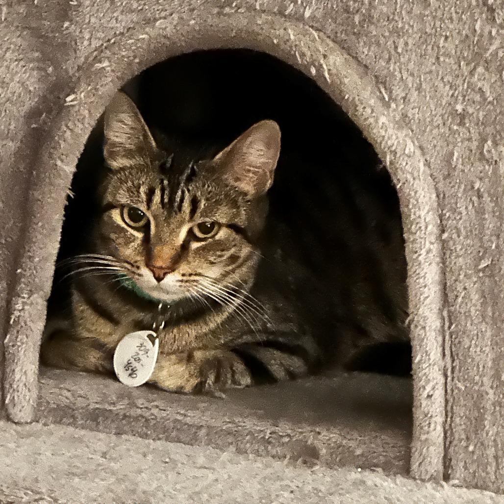 Enlarge Kia, a Adoptable Domestic Short Hair in Normal, IL image 1/3