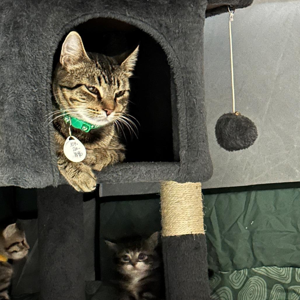 Enlarge Kia, a Adoptable Domestic Short Hair in Normal, IL image 3/3