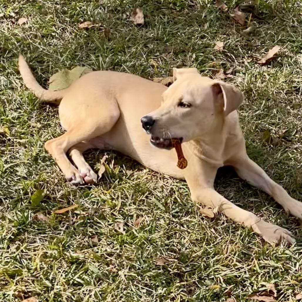 Jimbo, a Adoptable mixed breed in Livingston, TX image 1/6