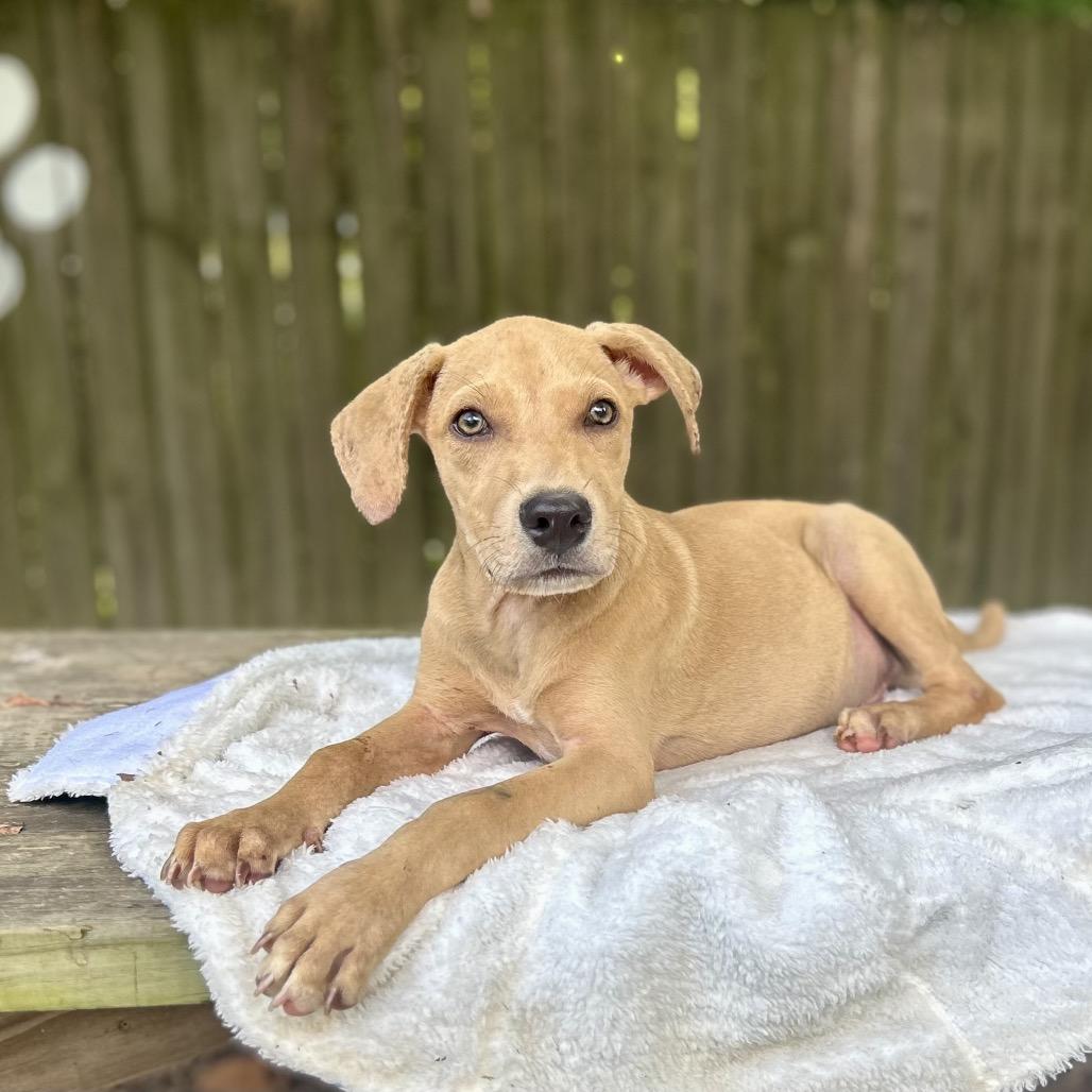 Jimbo, a Adoptable mixed breed in Livingston, TX image 2/6