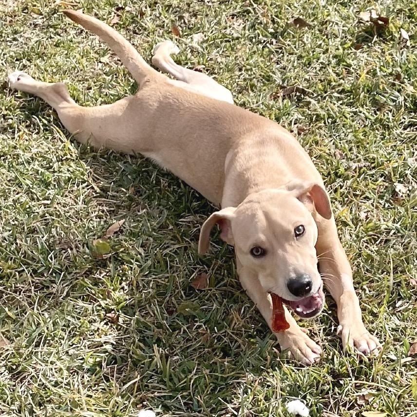 Jimbo, a Adoptable mixed breed in Livingston, TX image 3/6
