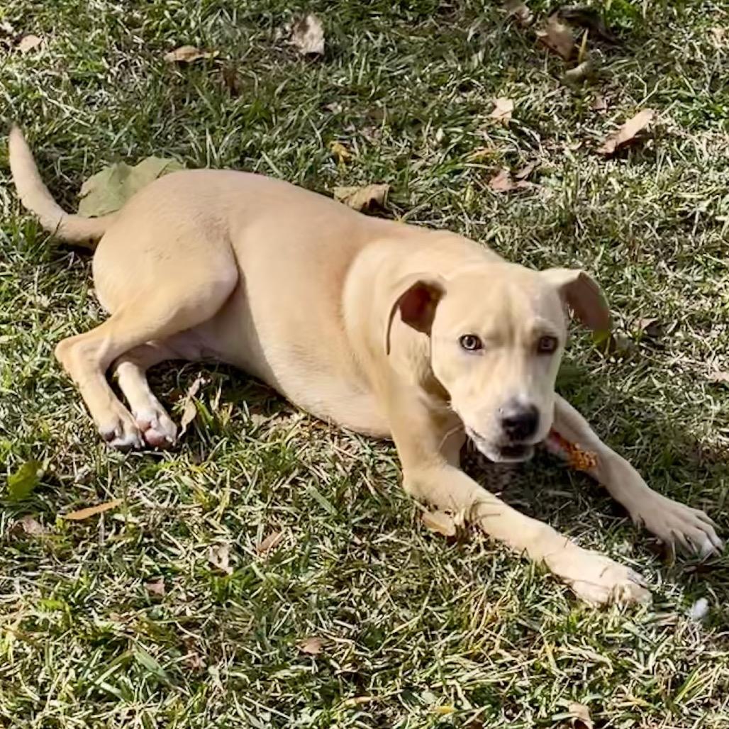 Jimbo, a Adoptable mixed breed in Livingston, TX image 4/6