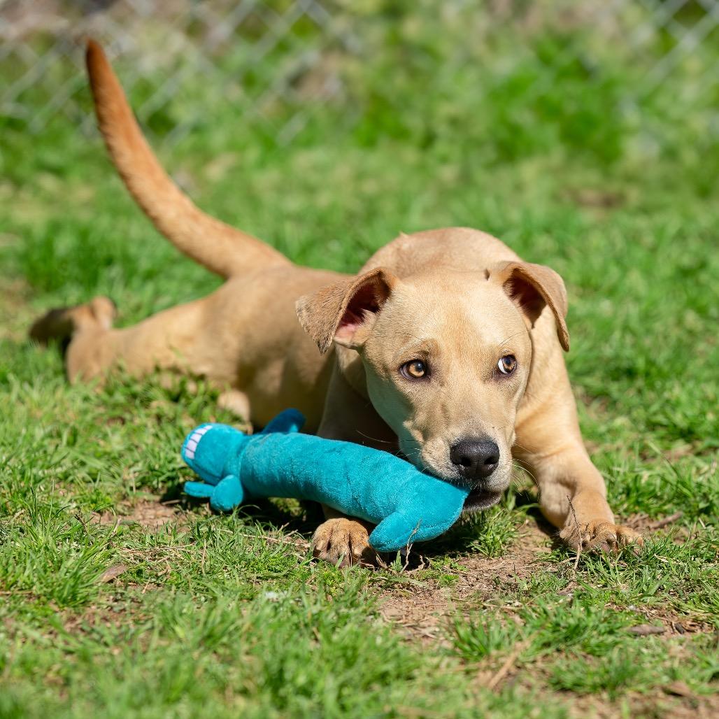 Jimbo, a Adoptable mixed breed in Livingston, TX image 5/6