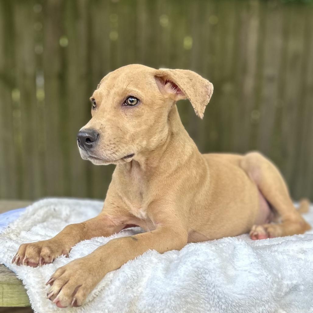 Jimbo, a Adoptable mixed breed in Livingston, TX image 6/6