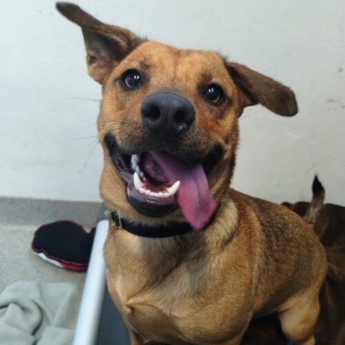 Reggie Leon, Adoptable, Young Male Dachshund & Black Mouth Cur.