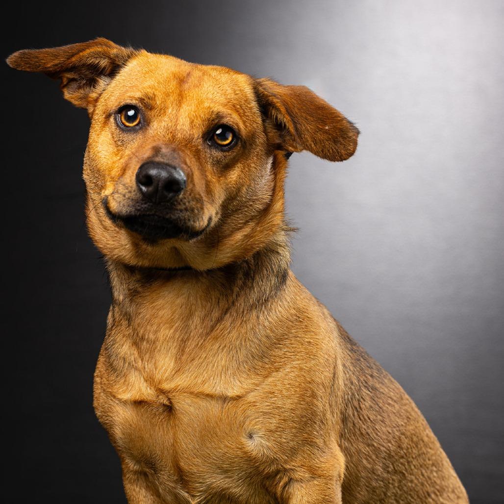 Reggie Leon, a Adoptable mixed breed in Biloxi, MS image 2/6