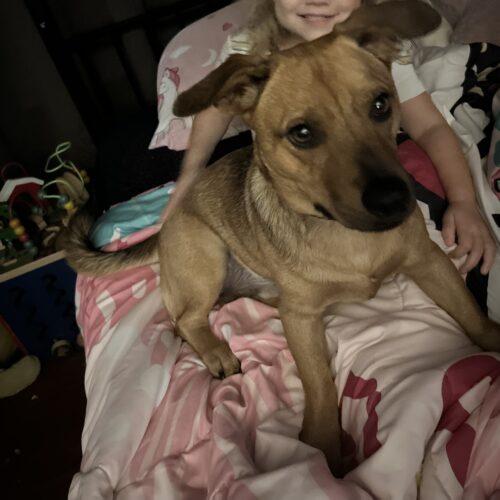 Reggie Leon, a Adoptable mixed breed in Biloxi, MS image 2/5