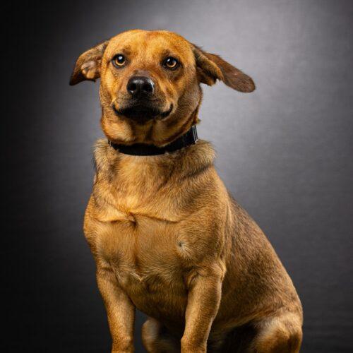 Reggie Leon, a Adoptable mixed breed in Biloxi, MS image 3/5