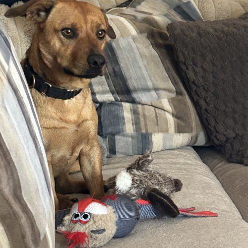 Reggie Leon, a Adoptable mixed breed in Biloxi, MS image 4/5