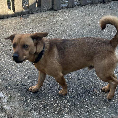 Reggie Leon, a Adoptable mixed breed in Biloxi, MS image 5/5