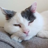 Enlarge Finley, a ADOPTABLE mixed breed in Ithaca, NY image 1/1