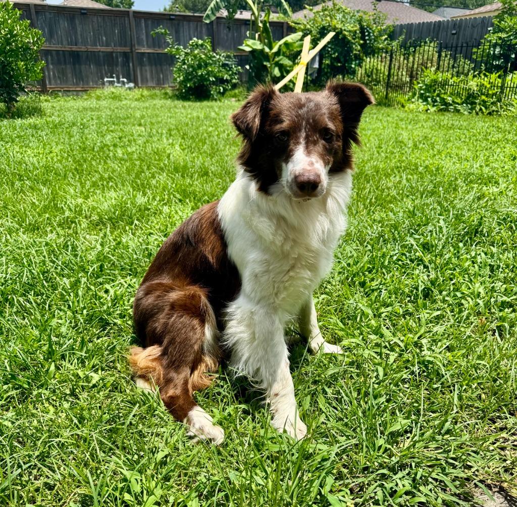 Reba, a Adoptable Border Collie in The Woodlands, TX image 1/5
