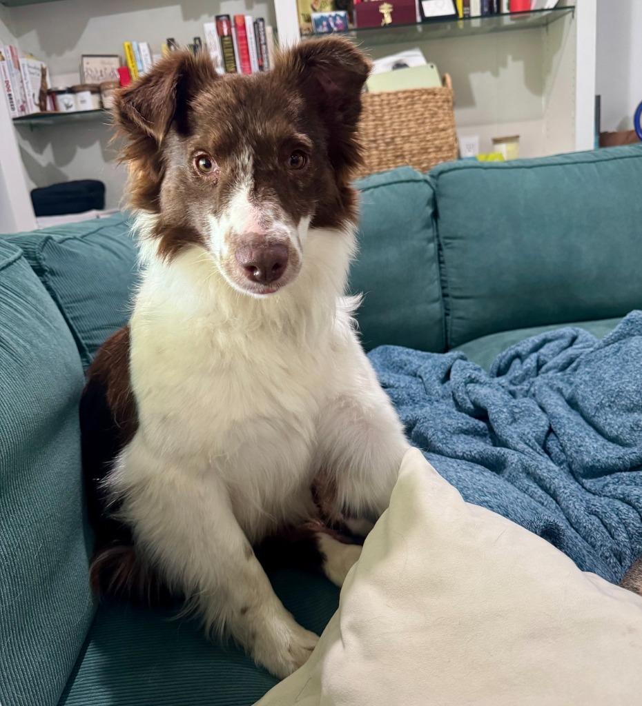 Reba, Adoptable, Young Female Border Collie.