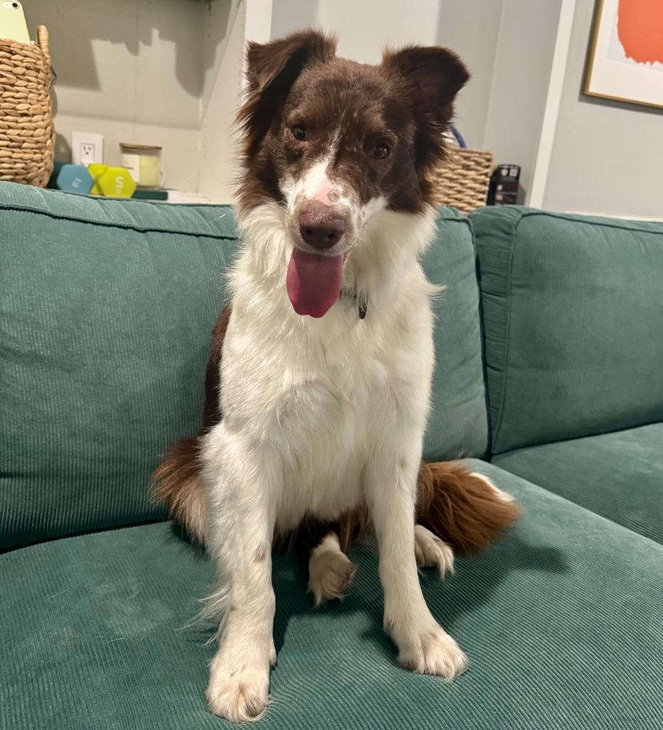 Enlarge Reba, a Adoptable Border Collie in The Woodlands, TX image 2/5