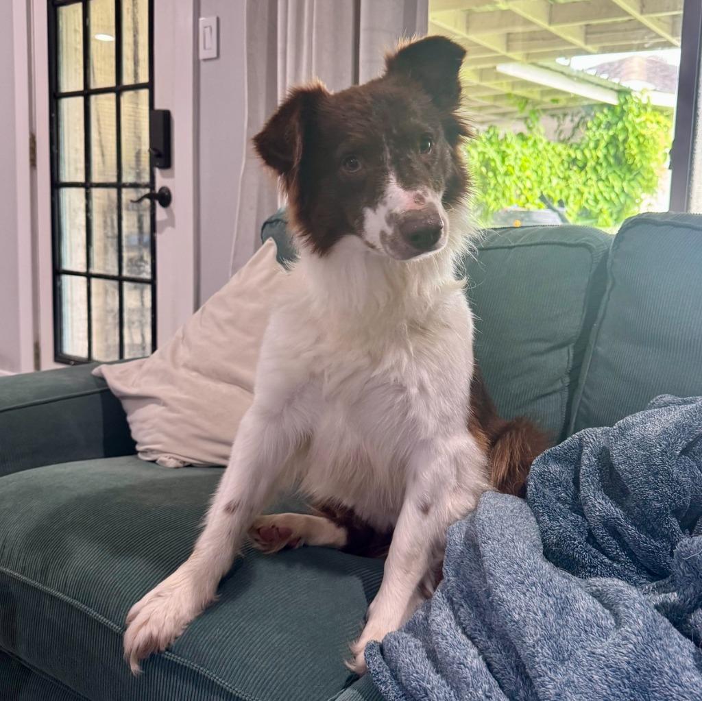 Reba, a Adoptable Border Collie in The Woodlands, TX image 4/5