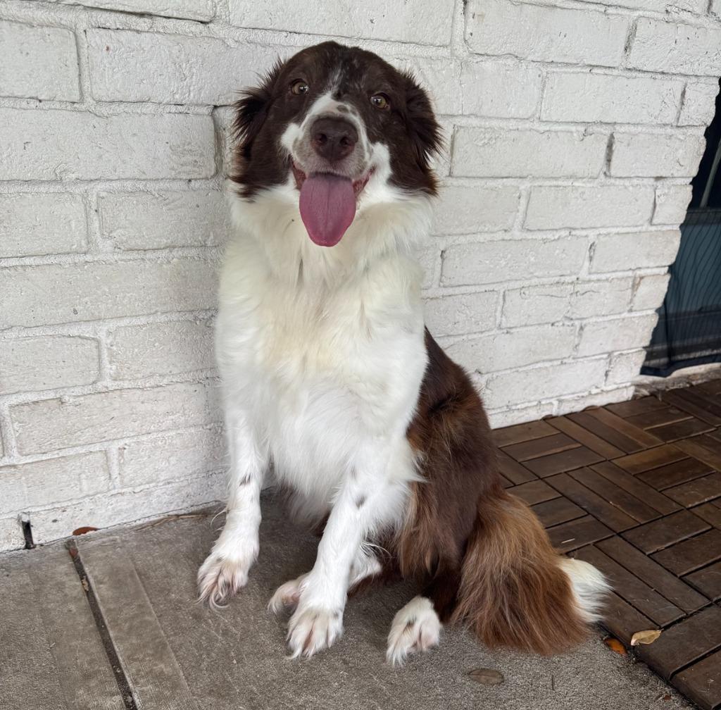 Enlarge Reba, a Adoptable Border Collie in The Woodlands, TX image 3/5