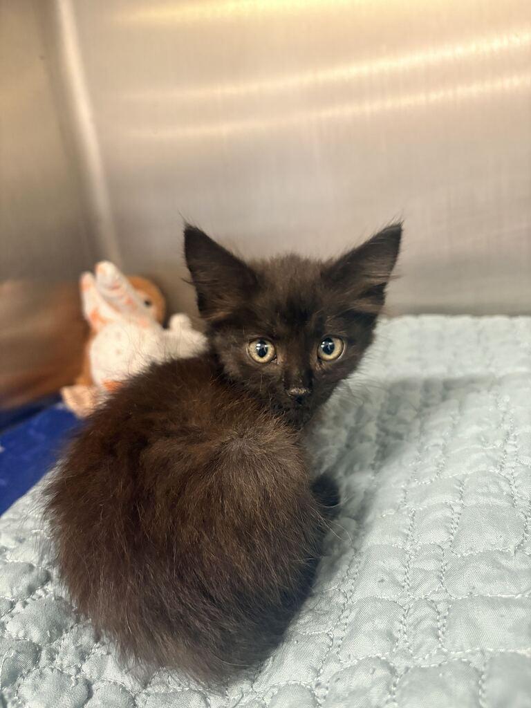 GRETA, Adoptable, Kitten Female Domestic Long Hair.