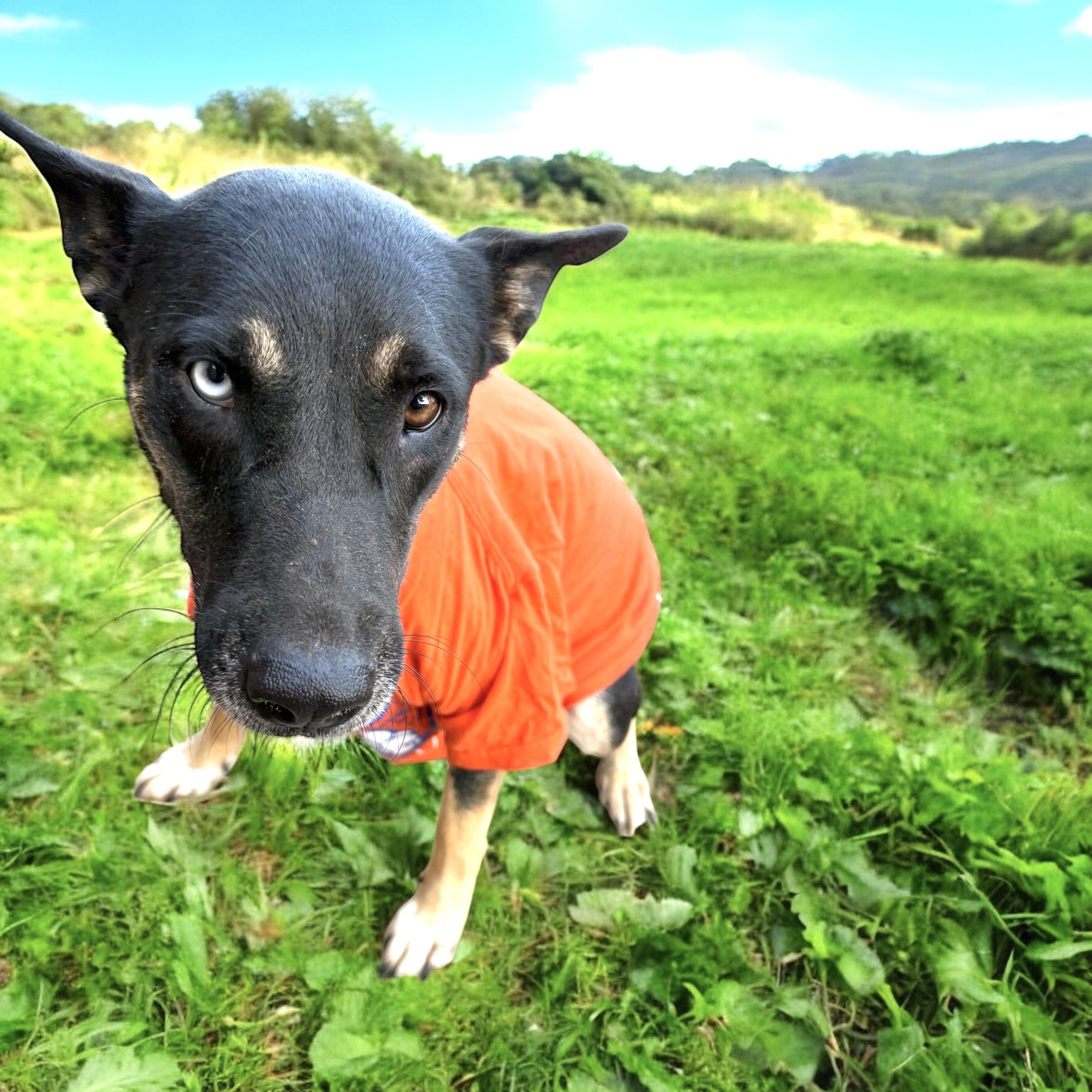 Sarca — thumbnail 3